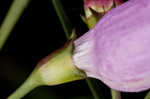 Slenderleaf false foxglove